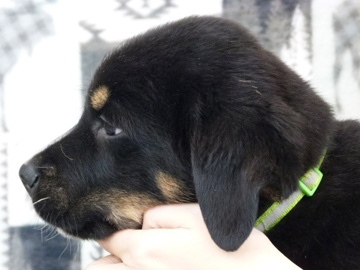 chinook puppy